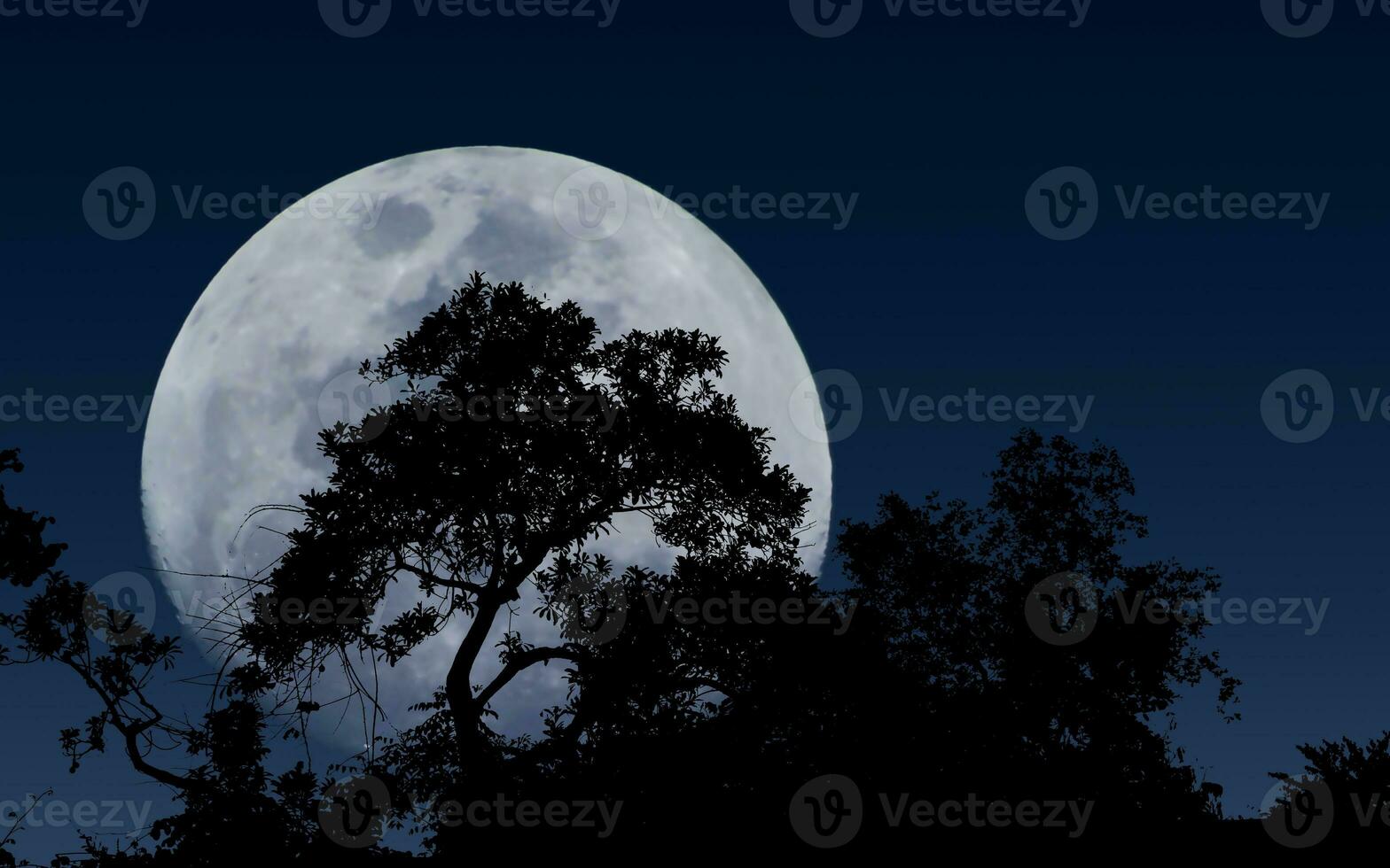 Trees in silhouette against rising moon photo