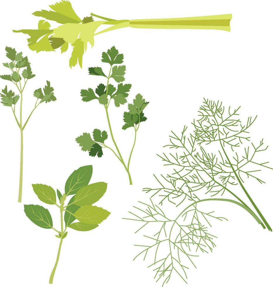 Celery Basil Parsley Dill Herbs vector