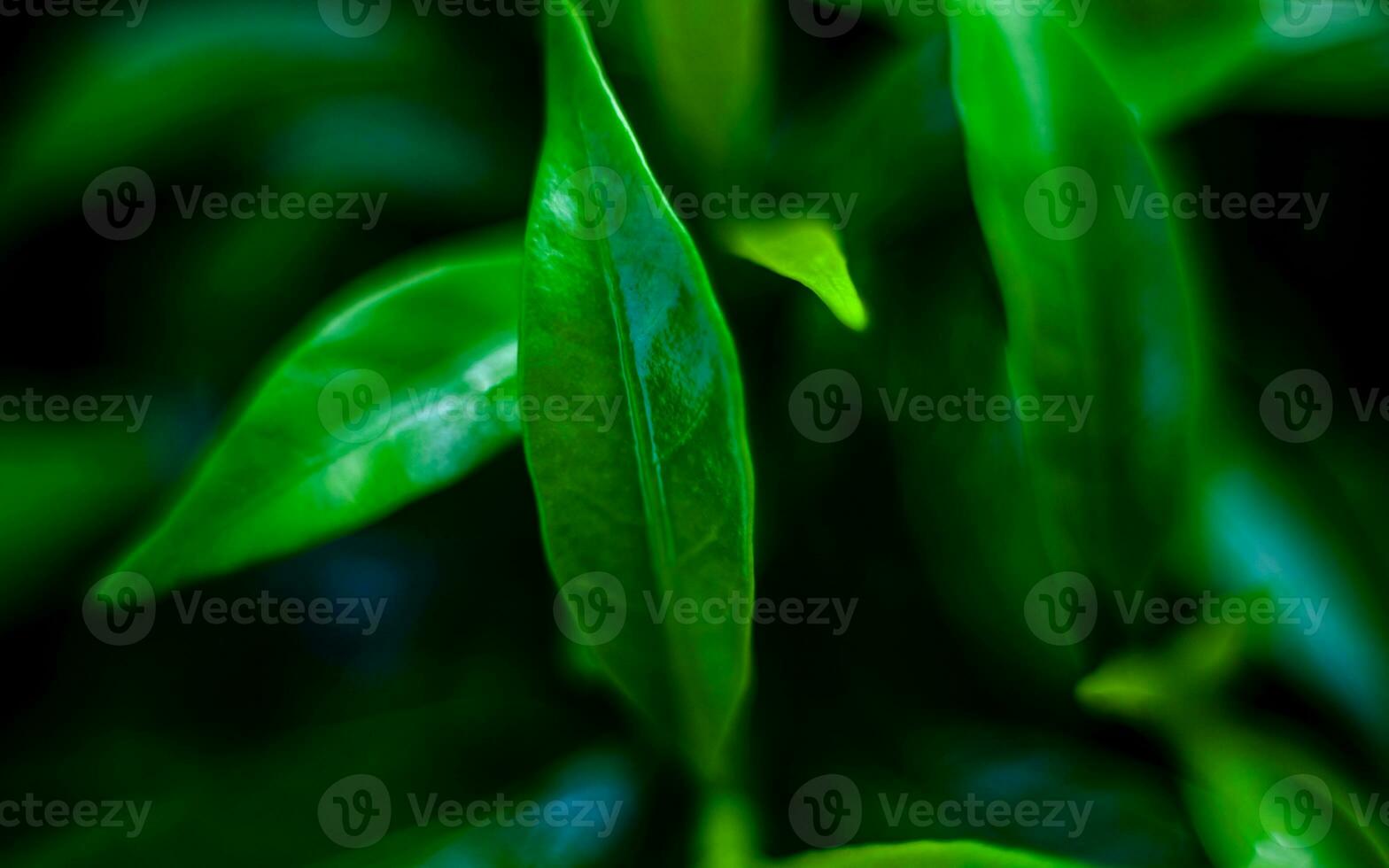 Macro shot of green leaves photo