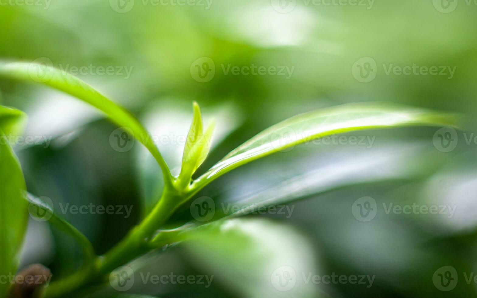 Macro shot of green leaves photo