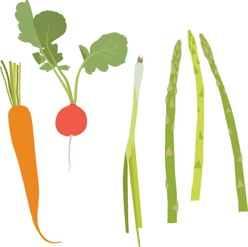 vegetal Zanahoria rábano cebolla asparagasprint vector