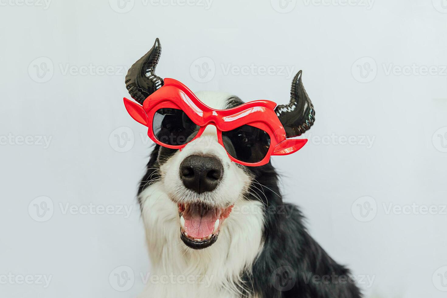 Trick or Treat concept. Funny puppy dog border collie dressed in halloween silly Satan devil eyeglasses costume scary and spooky isolated on white background. Preparation for Halloween party. photo