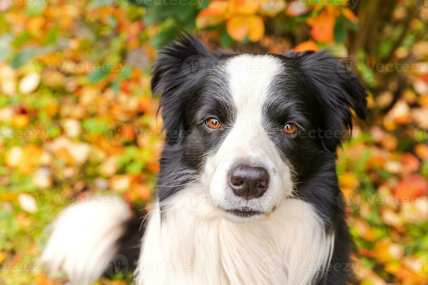 Funny smiling puppy dog border collie sitting on fall colorful foliage background in park outdoor. Dog on walking in autumn day. Hello Autumn cold weather concept. photo