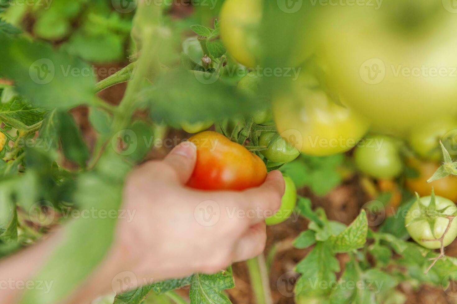 concepto de jardinería y agricultura. mujer trabajadora agrícola recogiendo tomates orgánicos maduros frescos. productos de invernadero. producción de alimentos vegetales. cultivo de tomate en invernadero. foto