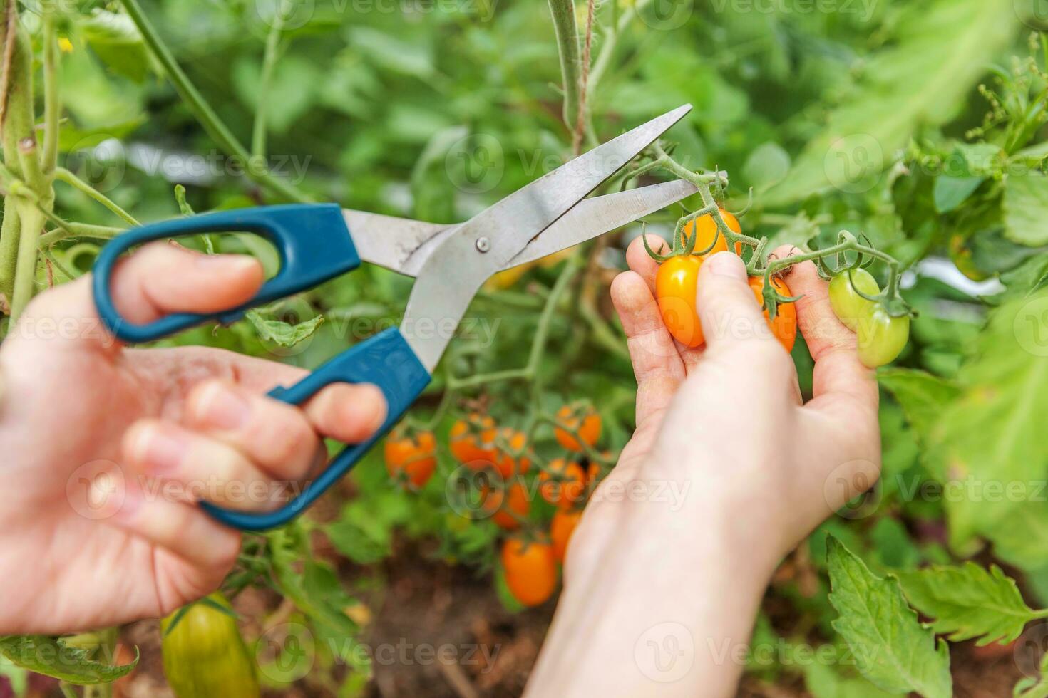 concepto de jardinería y agricultura. mujer trabajadora agrícola recogiendo tomates orgánicos maduros frescos. productos de invernadero. producción de alimentos vegetales. cultivo de tomate en invernadero. foto