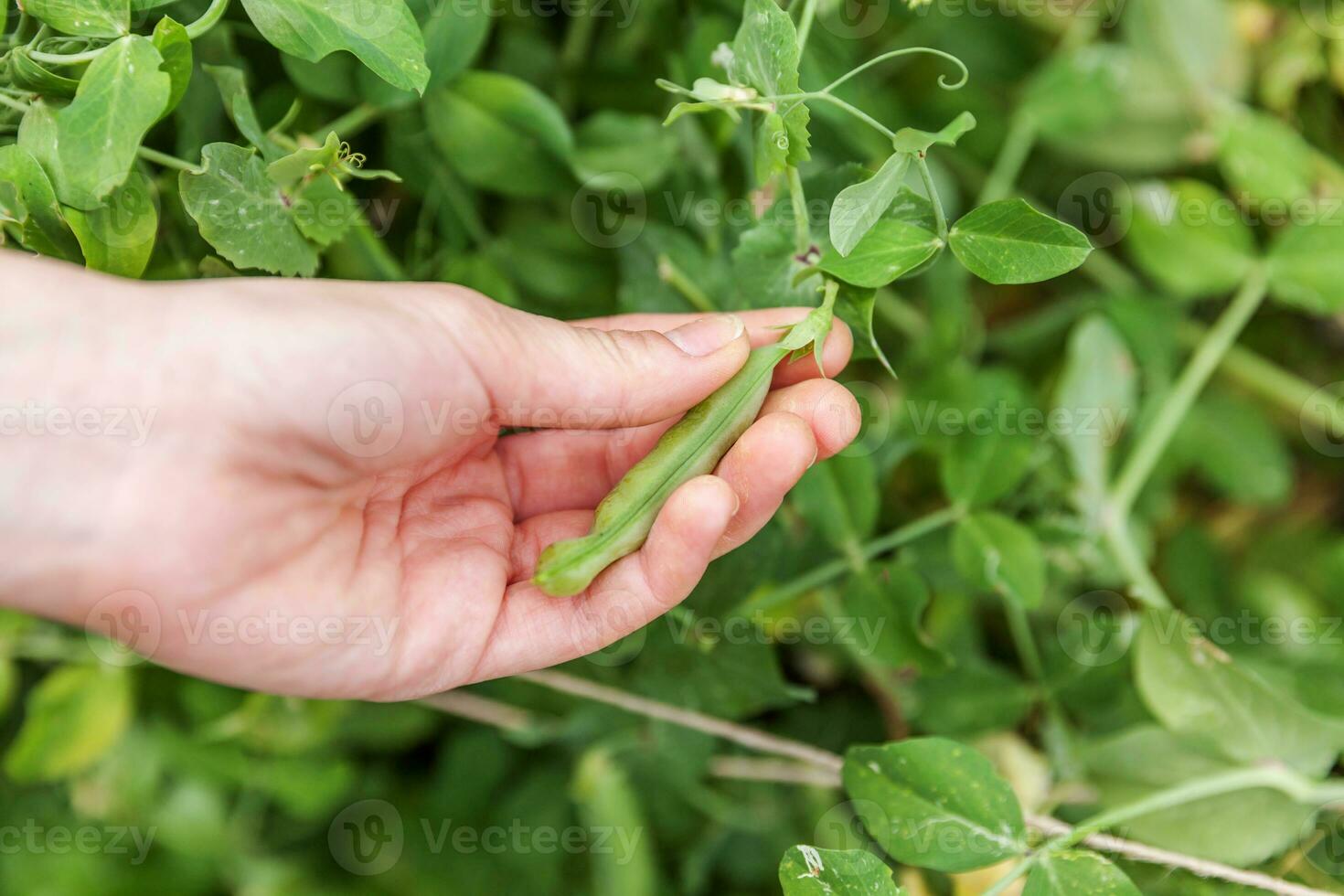 Gardening and agriculture concept. Female farm worker hand harvesting green fresh ripe organic peas on branch in garden. Vegan vegetarian home grown food production. Woman picking pea pods. photo