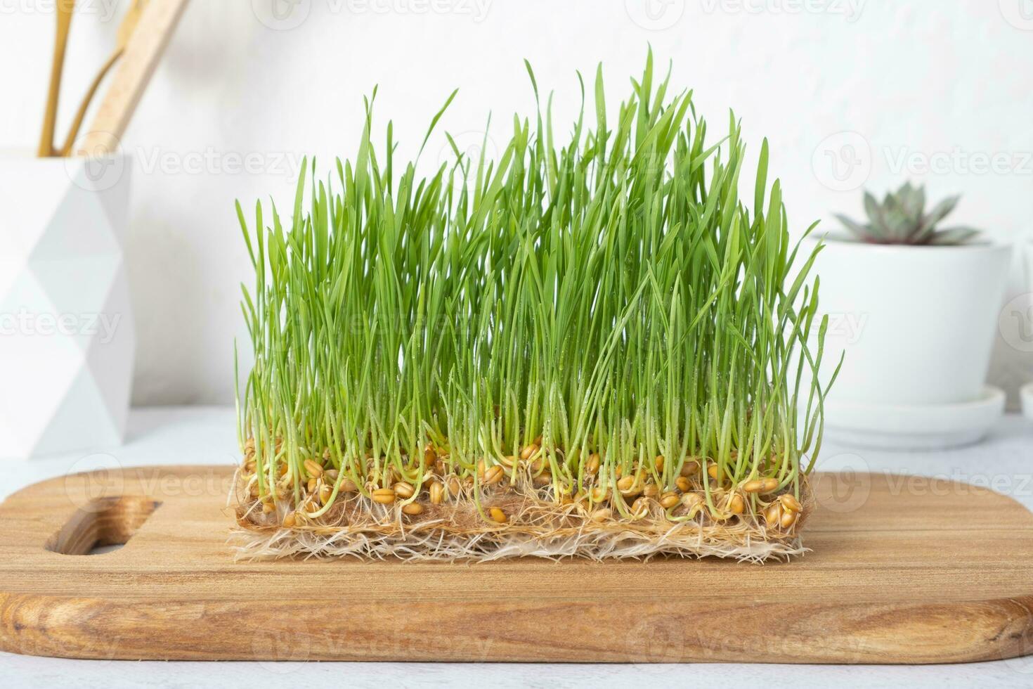 Microgreen wheat on wooden board. Home grown healthy superfood photo