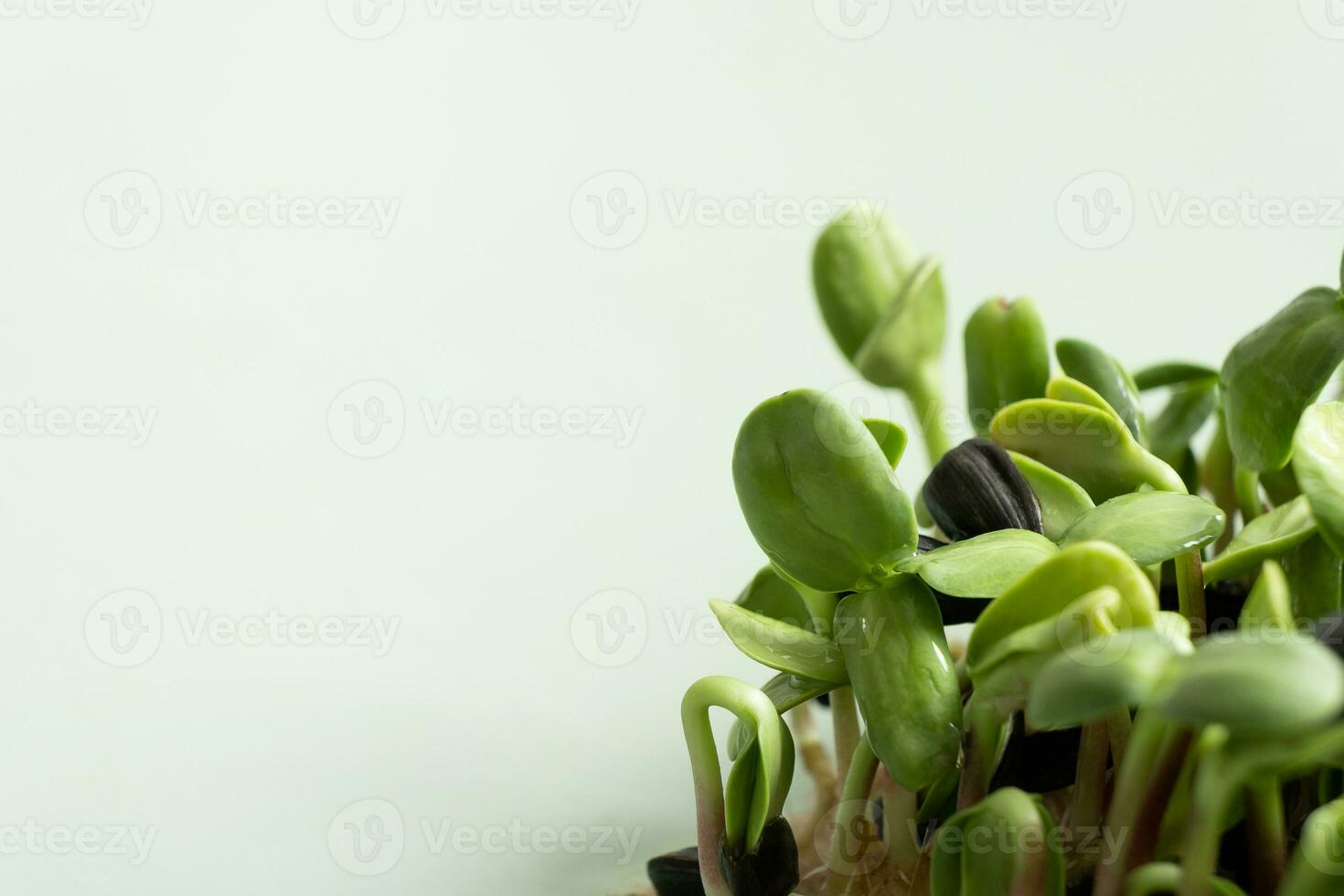 Sprouted microgreens of sunflowers with copy space. Superfood is grown at home. Macro photo close-up