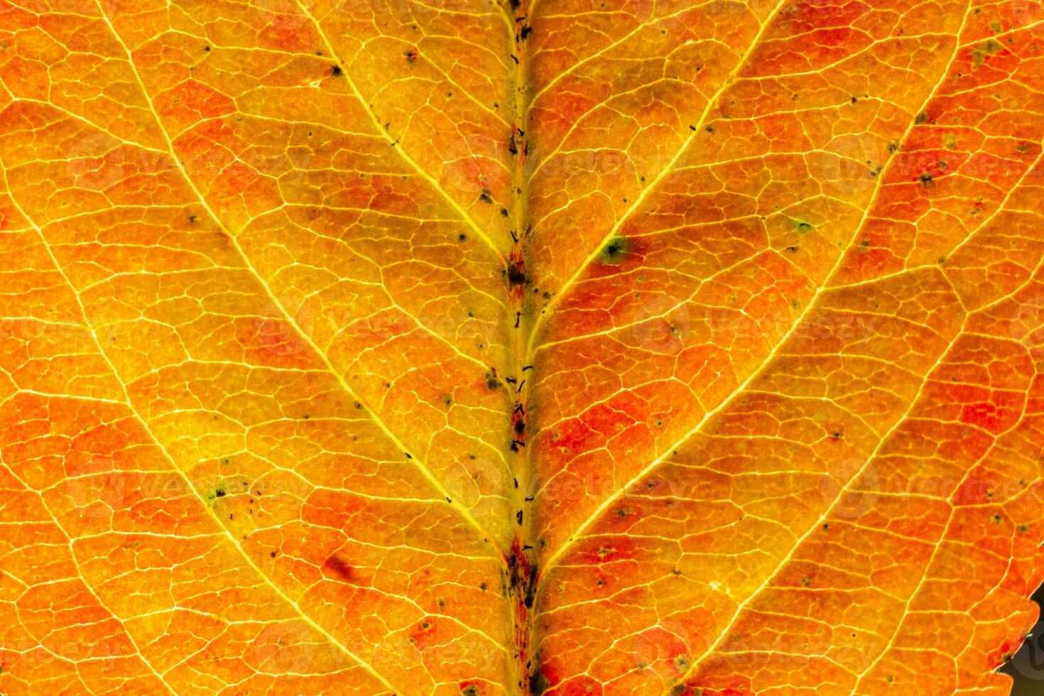 primer plano otoño otoño extrema textura macro vista de hoja de madera naranja roja resplandor de hoja de árbol en el fondo del sol. fondo de pantalla de octubre o septiembre de naturaleza inspiradora. concepto de cambio de estaciones. foto