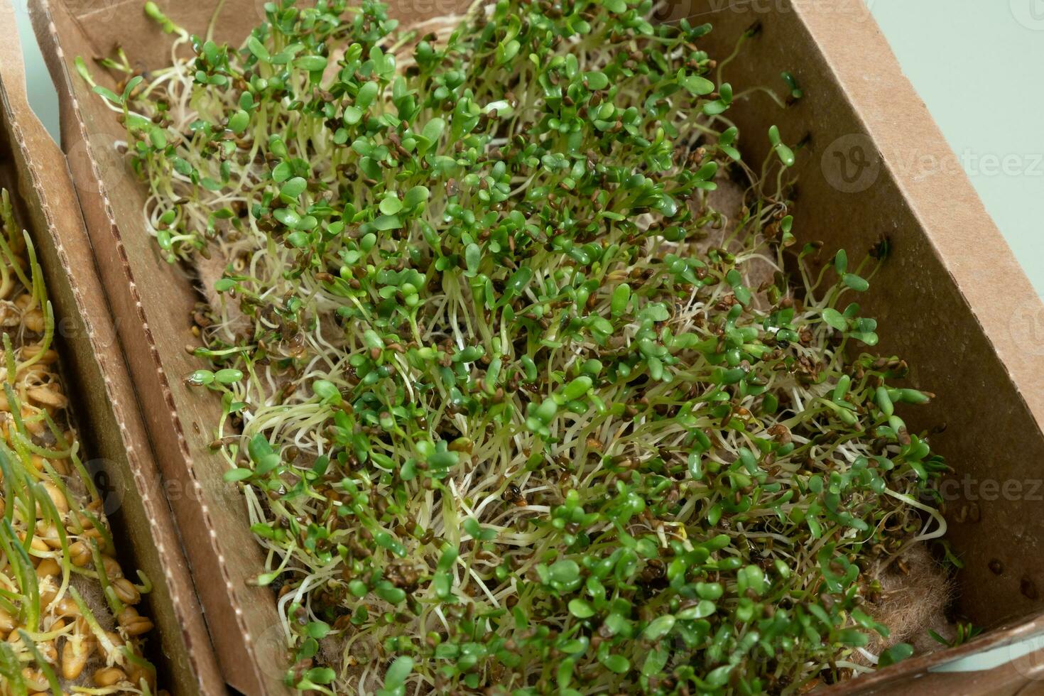 Sprouted microgreens of  alfalfa on the 6th day. The superfood is grown at home photo