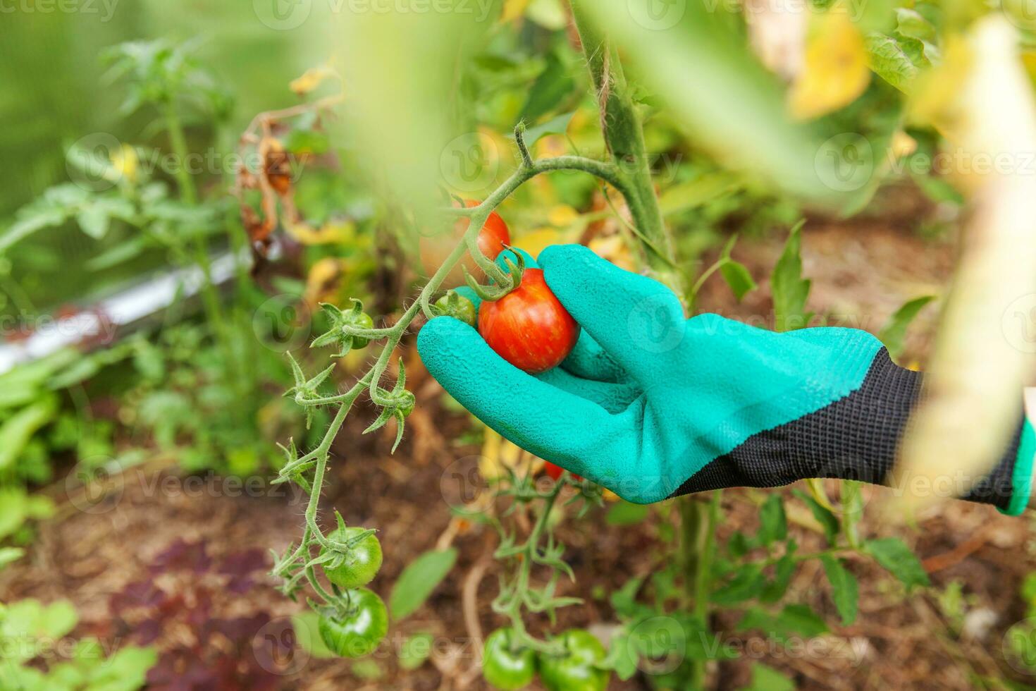 Gardening and agriculture concept. Woman farm worker hand in glove picking fresh ripe organic tomatoes. Greenhouse produce. Vegetable food production. Tomato growing in greenhouse. photo