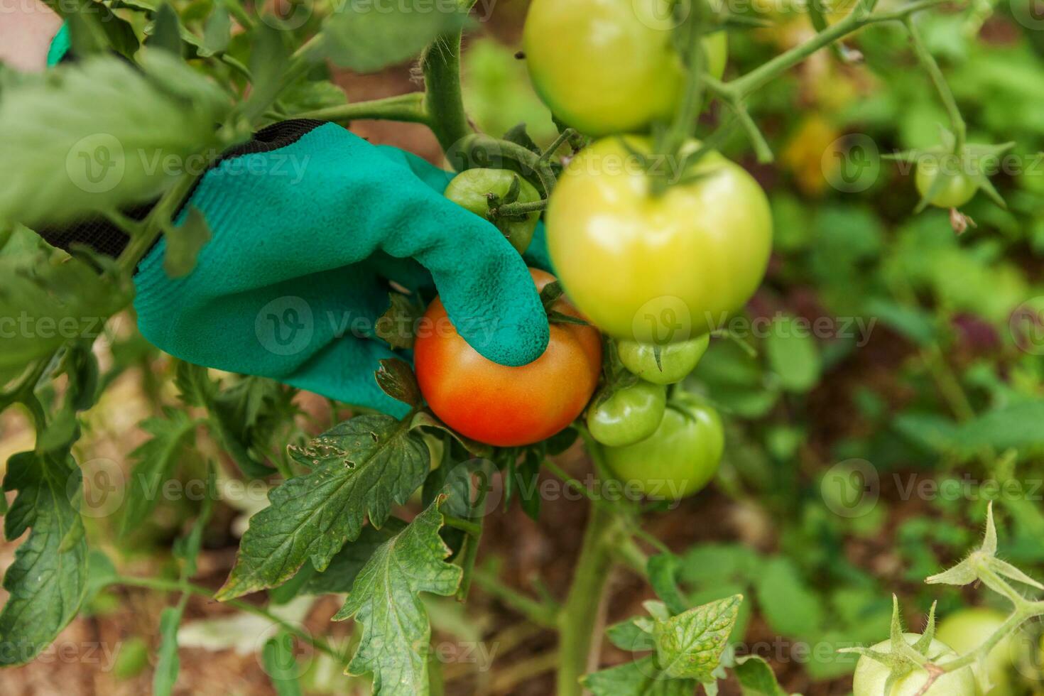 Gardening and agriculture concept. Woman farm worker hand in glove picking fresh ripe organic tomatoes. Greenhouse produce. Vegetable food production. Tomato growing in greenhouse. photo