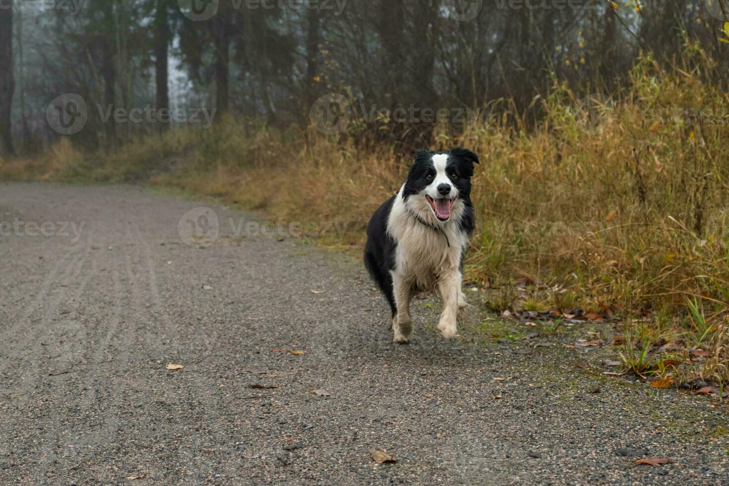 Pet activity. Cute puppy dog border collie running in autumn park outdoor. Pet dog on walking in foggy autumn fall day. Hello Autumn cold weather concept. photo