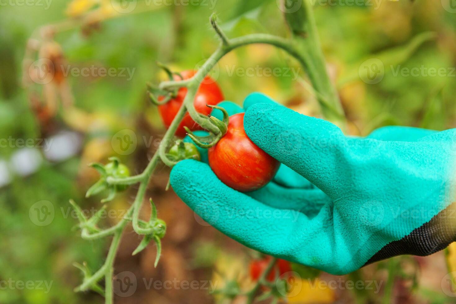 Gardening and agriculture concept. Woman farm worker hand in glove picking fresh ripe organic tomatoes. Greenhouse produce. Vegetable food production. Tomato growing in greenhouse. photo