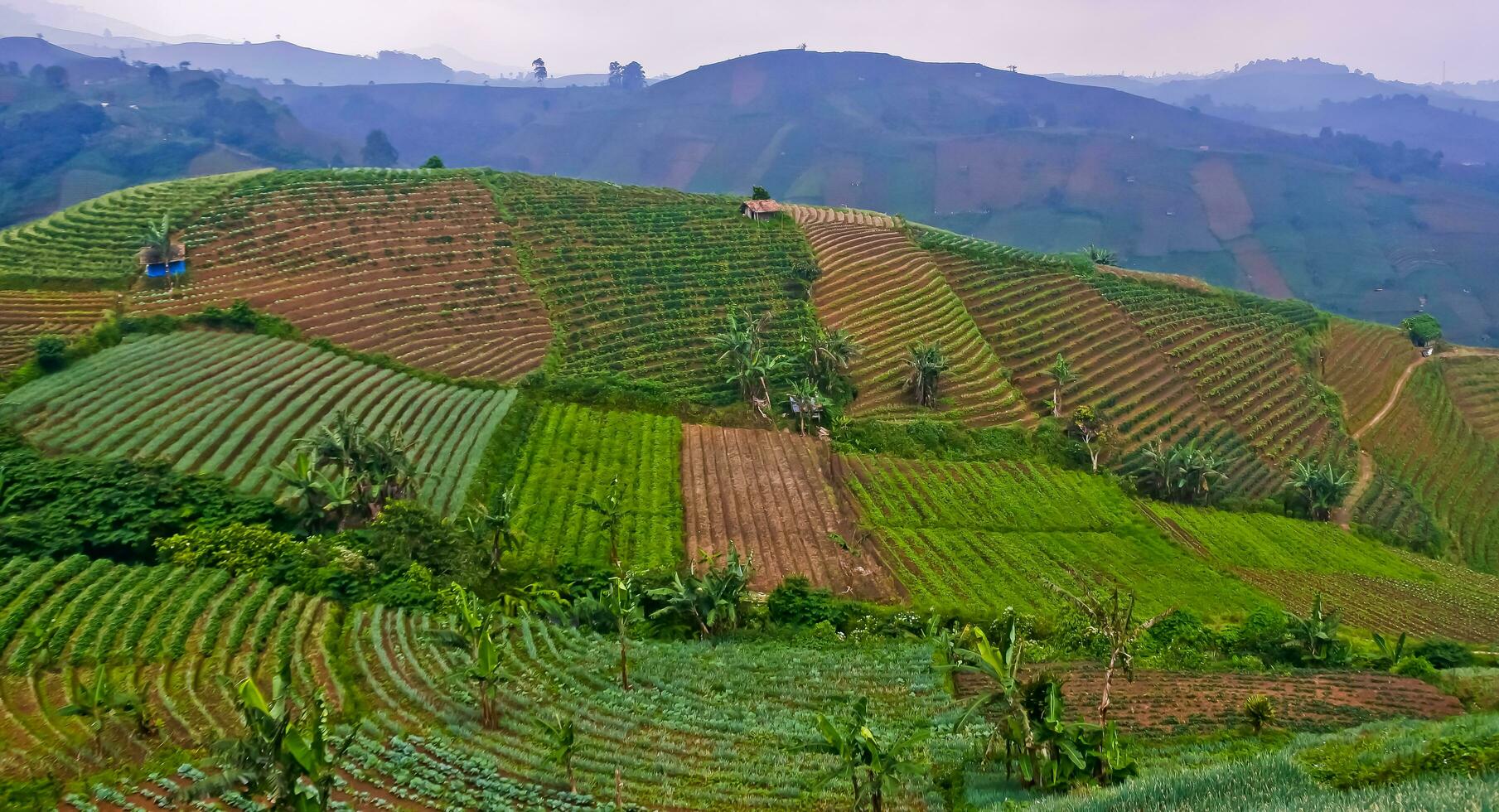 beautiful view of terraced vegetable plantation, Majalengka, West Java, Indonesia photo