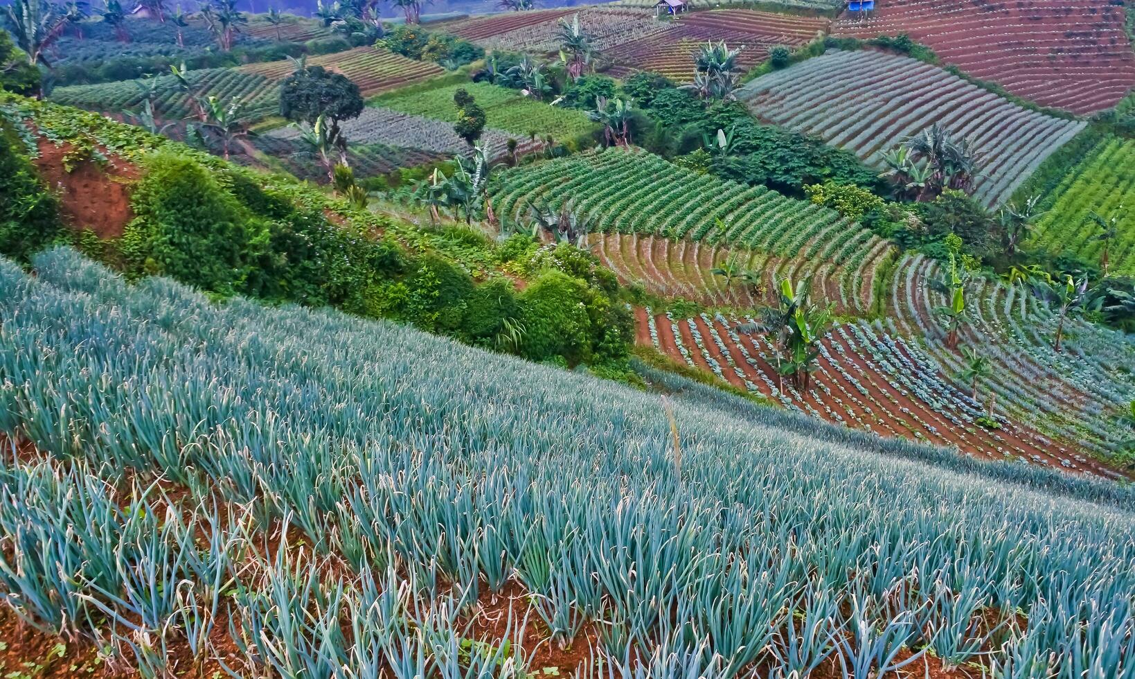 beautiful view of terraced vegetable plantation, Majalengka, West Java, Indonesia photo
