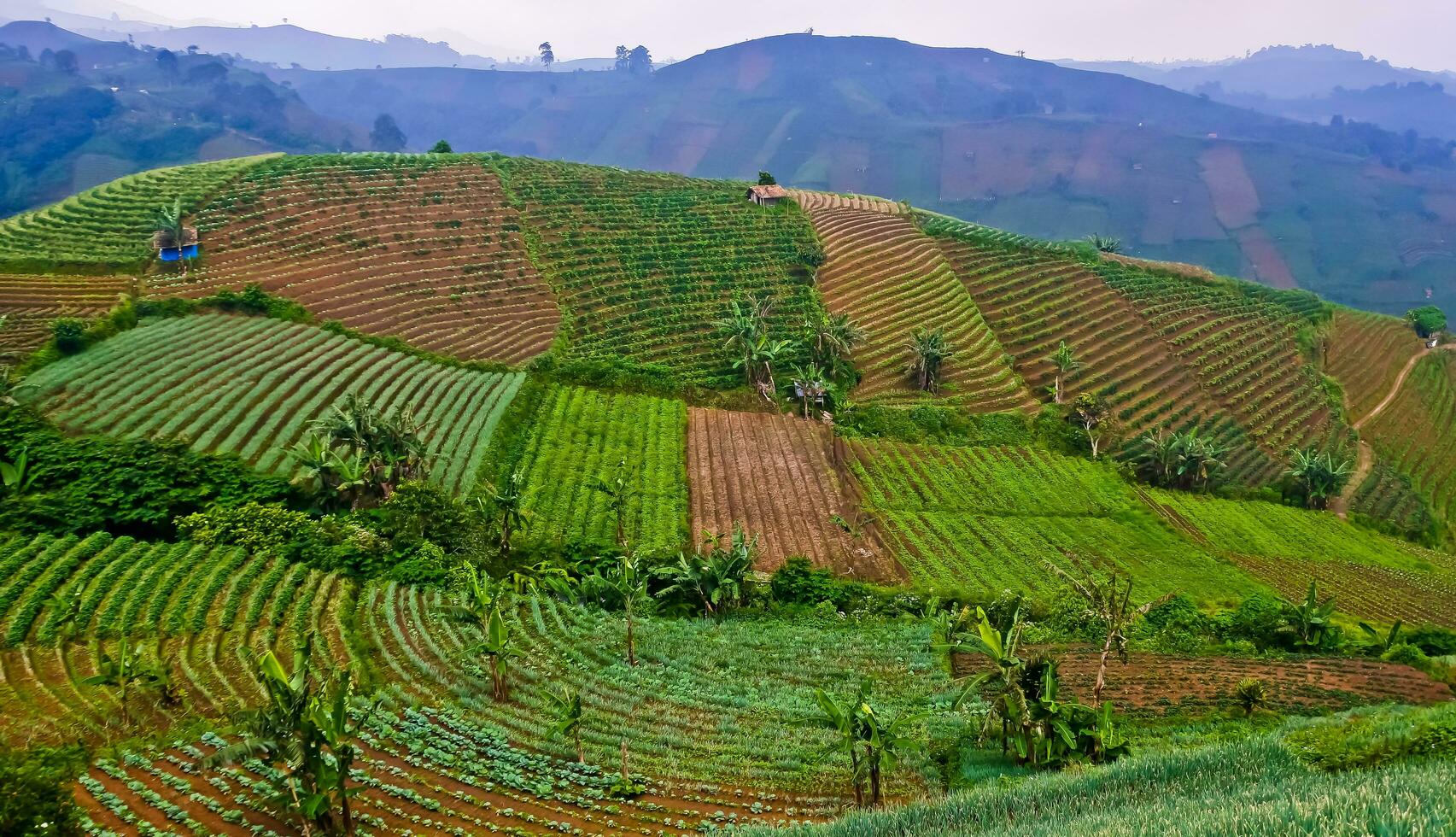 beautiful view of terraced vegetable plantation, Majalengka, West Java, Indonesia photo