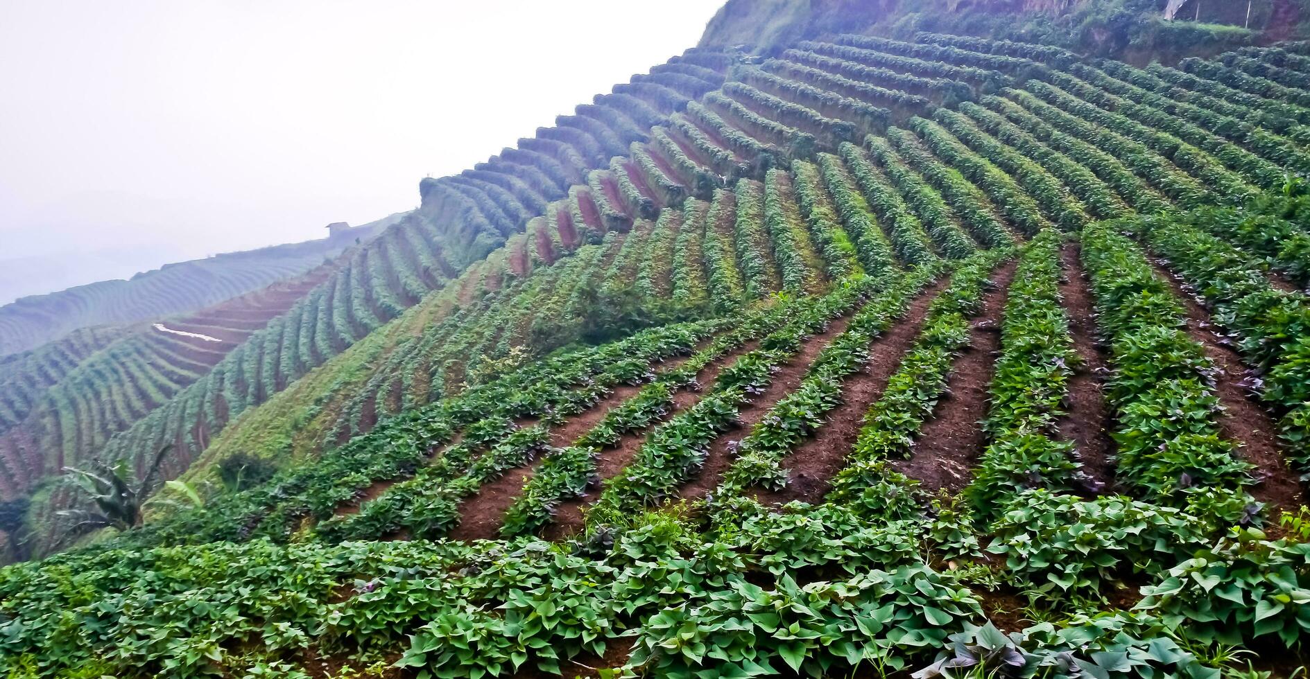 beautiful view of terraced vegetable plantation, Majalengka, West Java, Indonesia photo