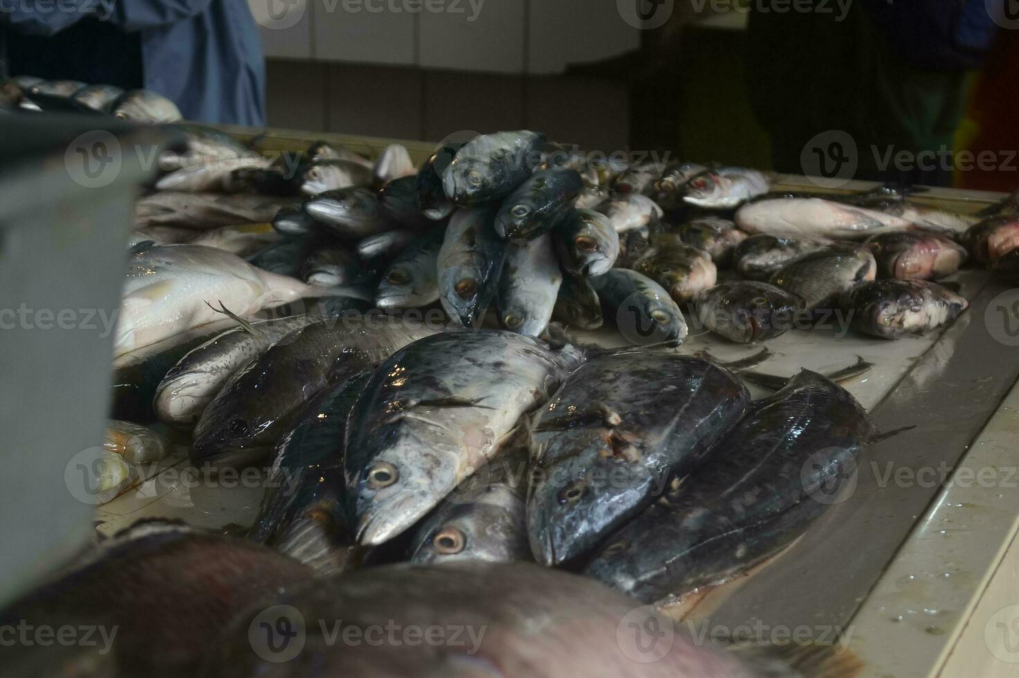Fresh fish at the traditional market. Indonesian men sort fish at the fish market held at the largest traditional market in Bandung photo