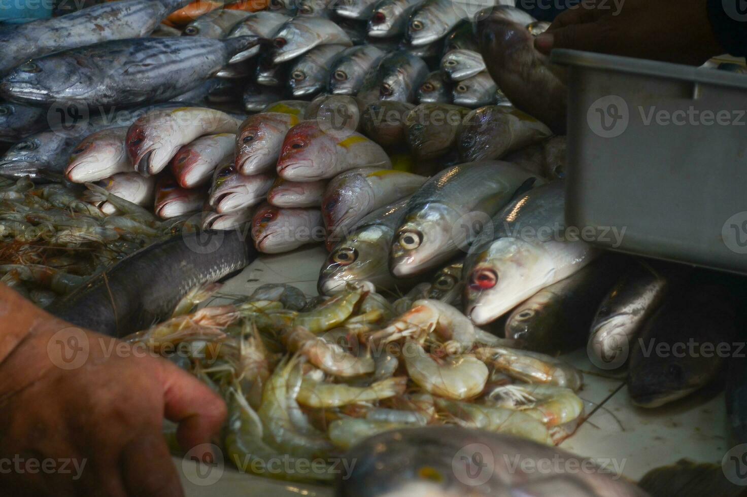 Fresh fish at the traditional market. Indonesian men sort fish at the fish market held at the largest traditional market in Bandung photo