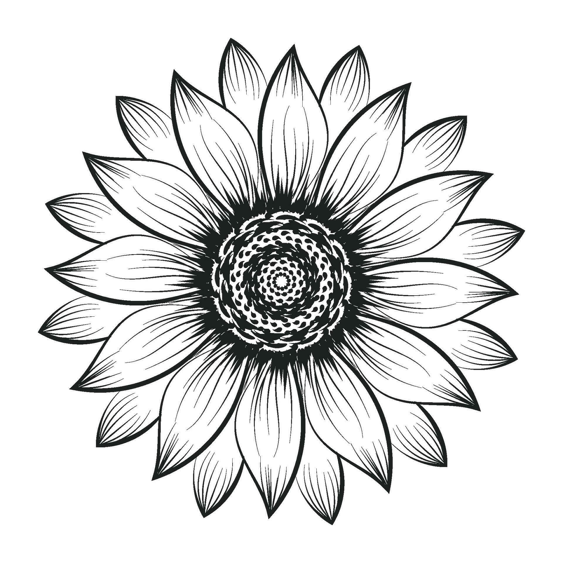 Sunflower Outline, Sunflower Line Art, Floral Line Drawing, black and