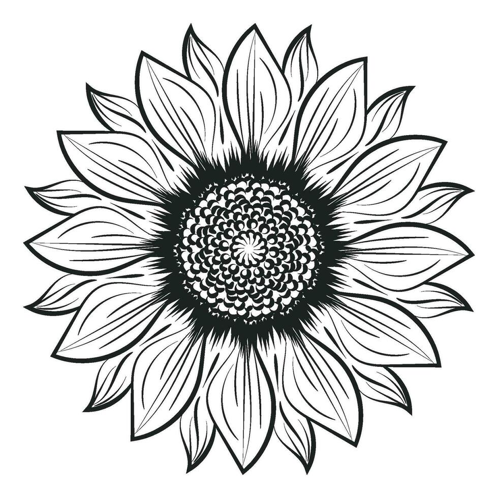 Sunflower Outline, Sunflower Line Art, Floral Line Drawing, black and white sunflowers vector illustration