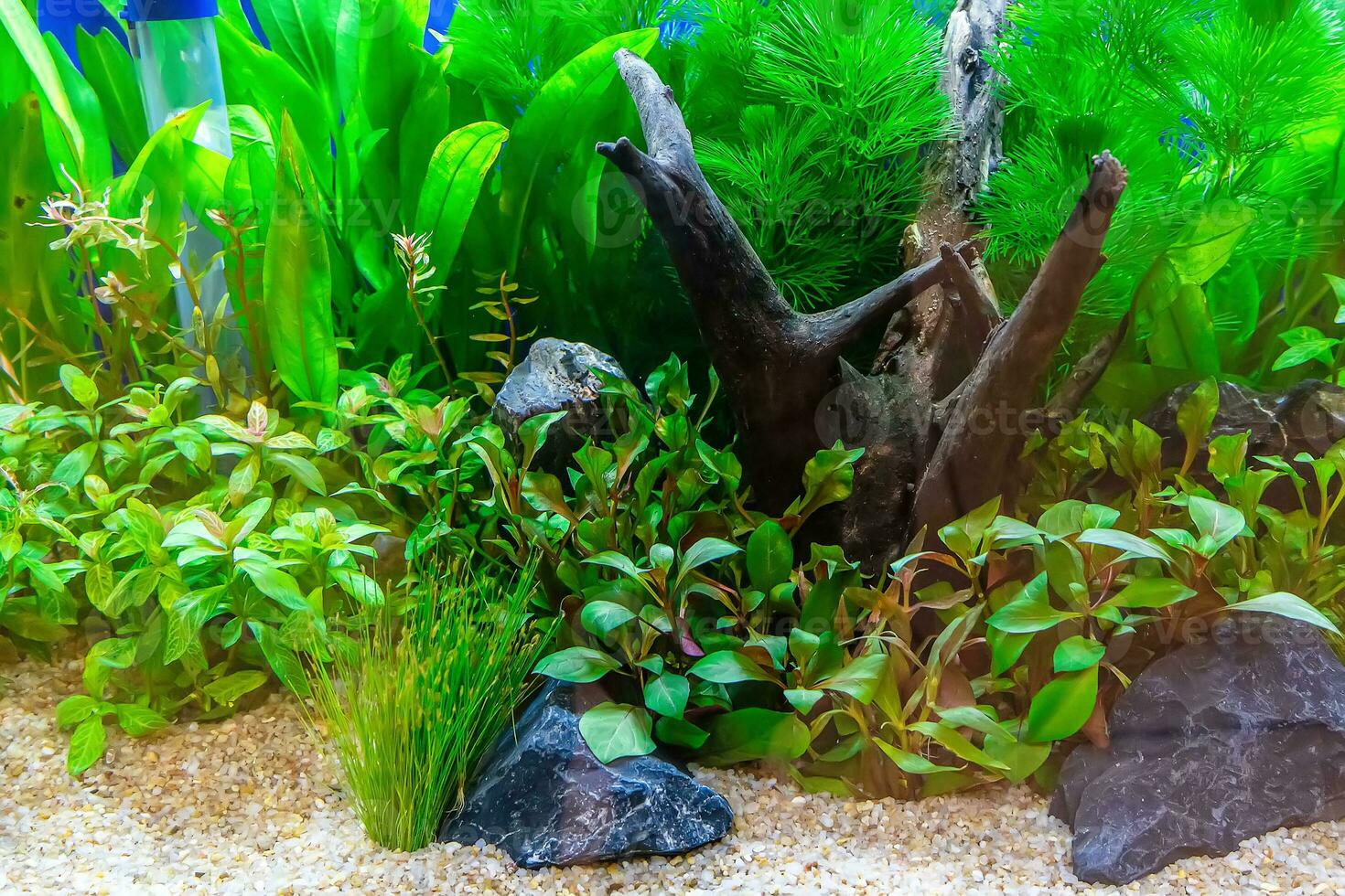 Tropical freshwater aquarium photo