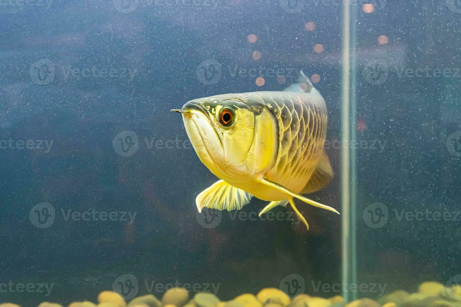 Arowana fish in the cabinet photo