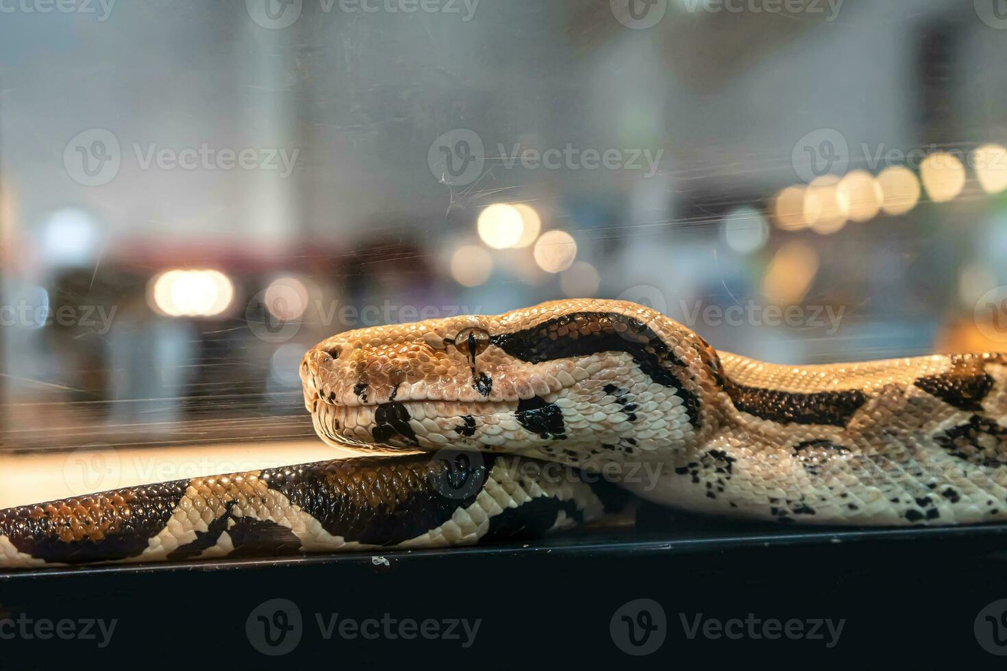 Ball python is a popular pet in Thailand. photo