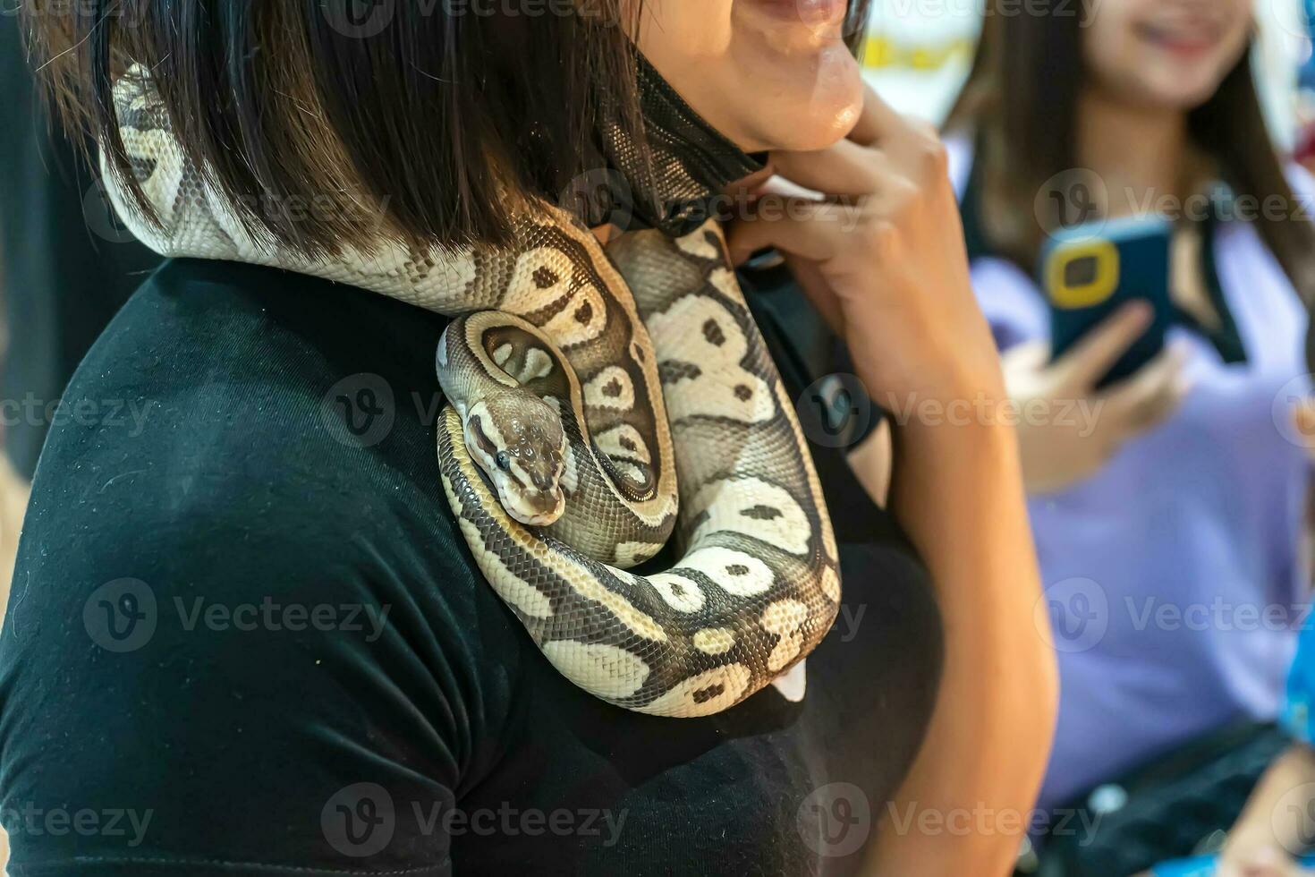Ball python is a popular pet in Thailand. photo