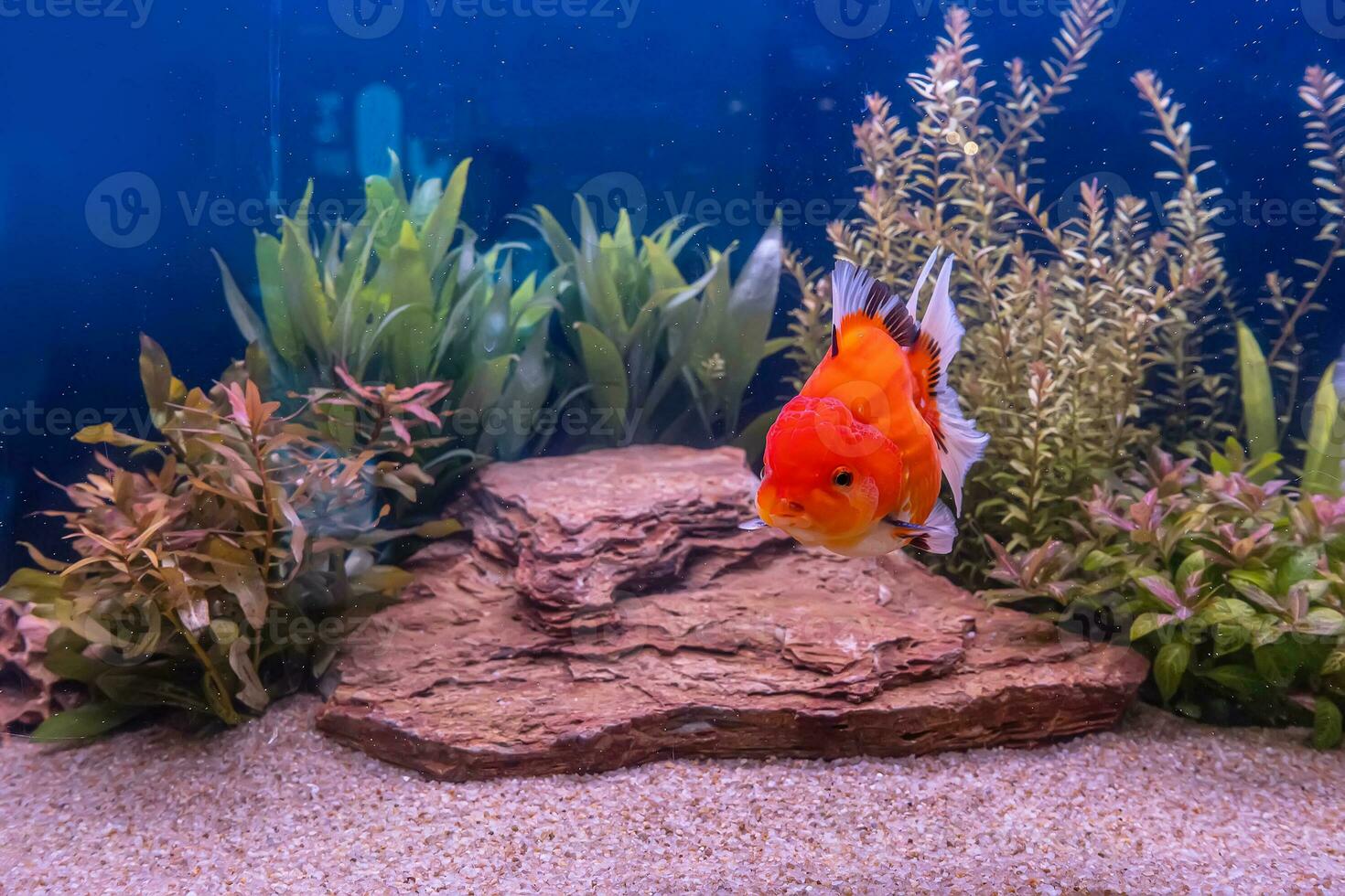 Goldfish in the cabinet photo