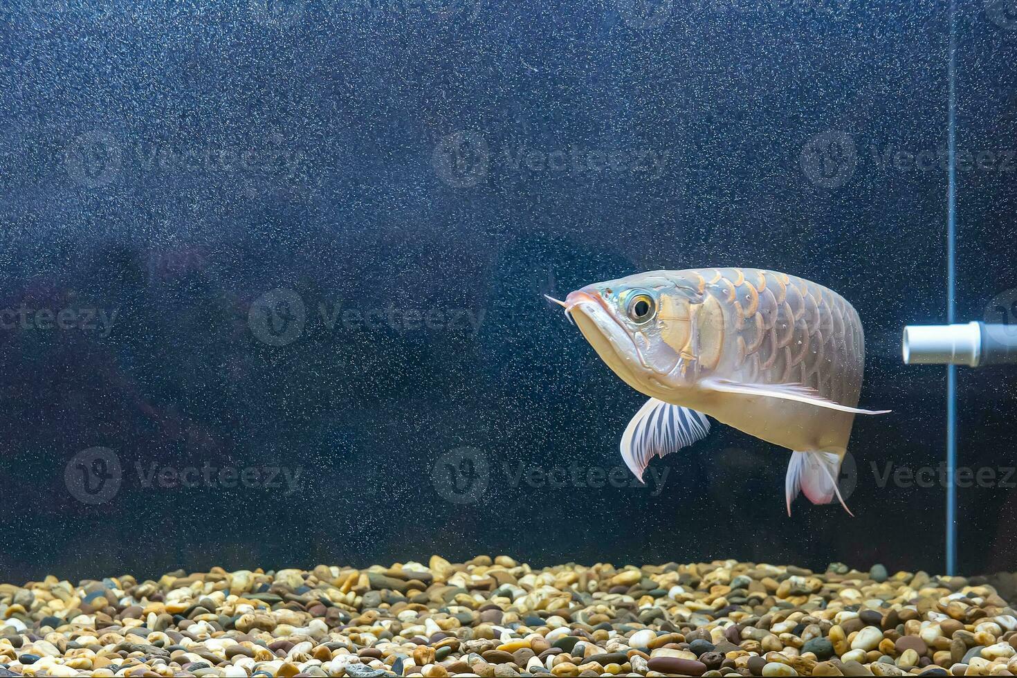 Arowana fish in the cabinet photo