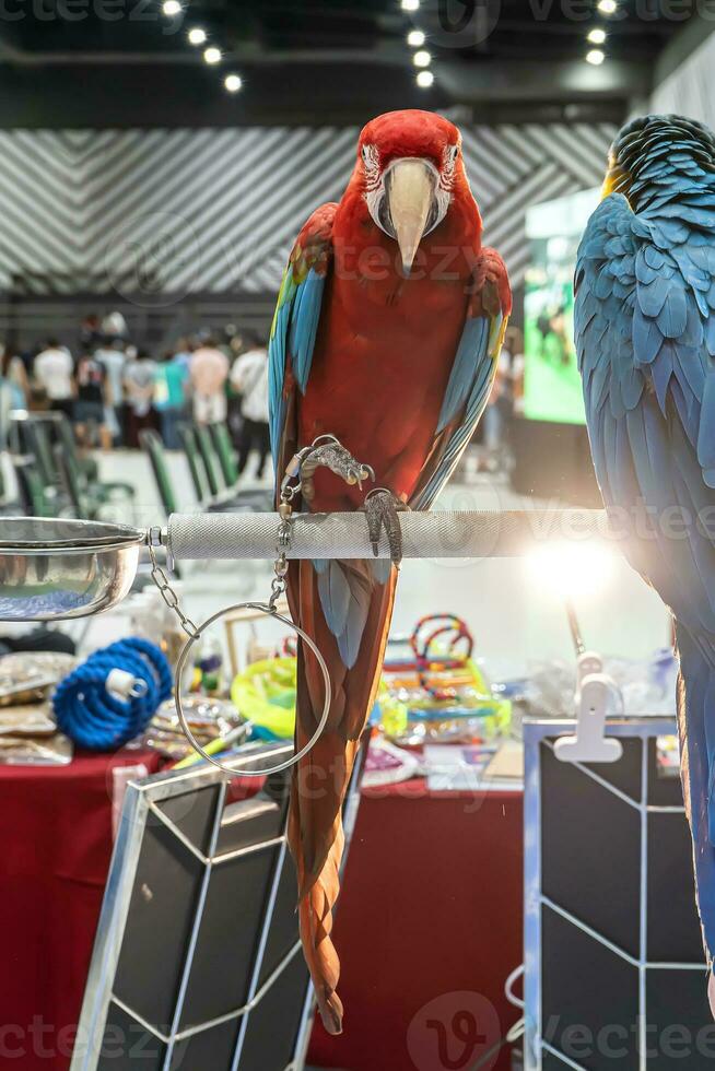 Macaw perched on a branch photo