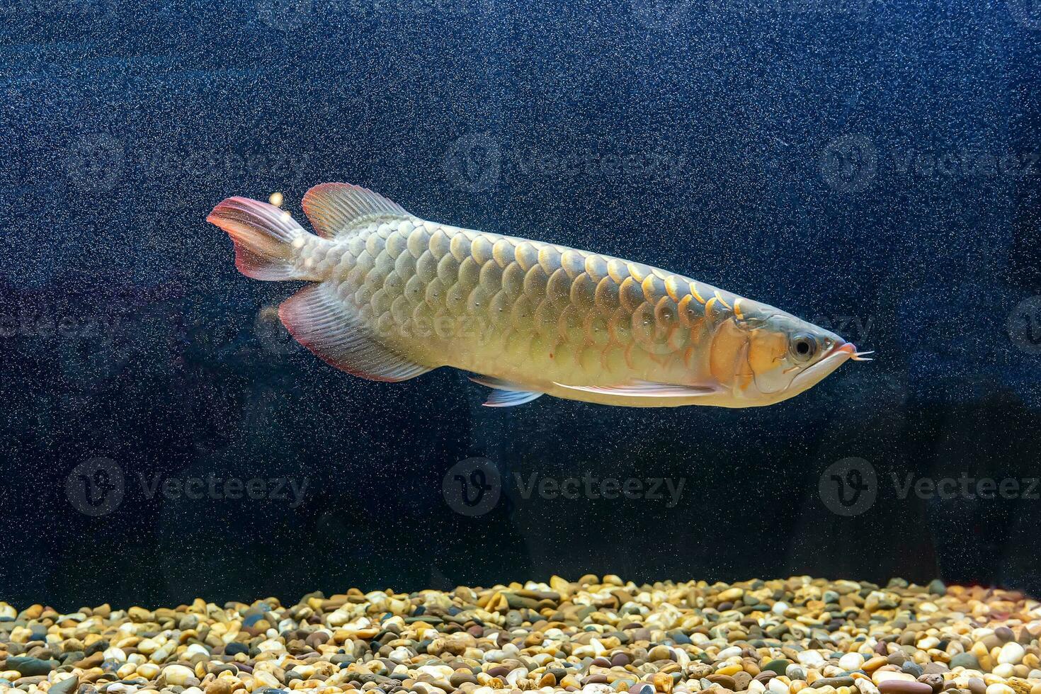 Arowana fish in the cabinet photo