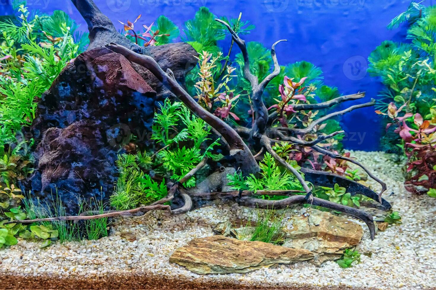 Tropical freshwater aquarium photo