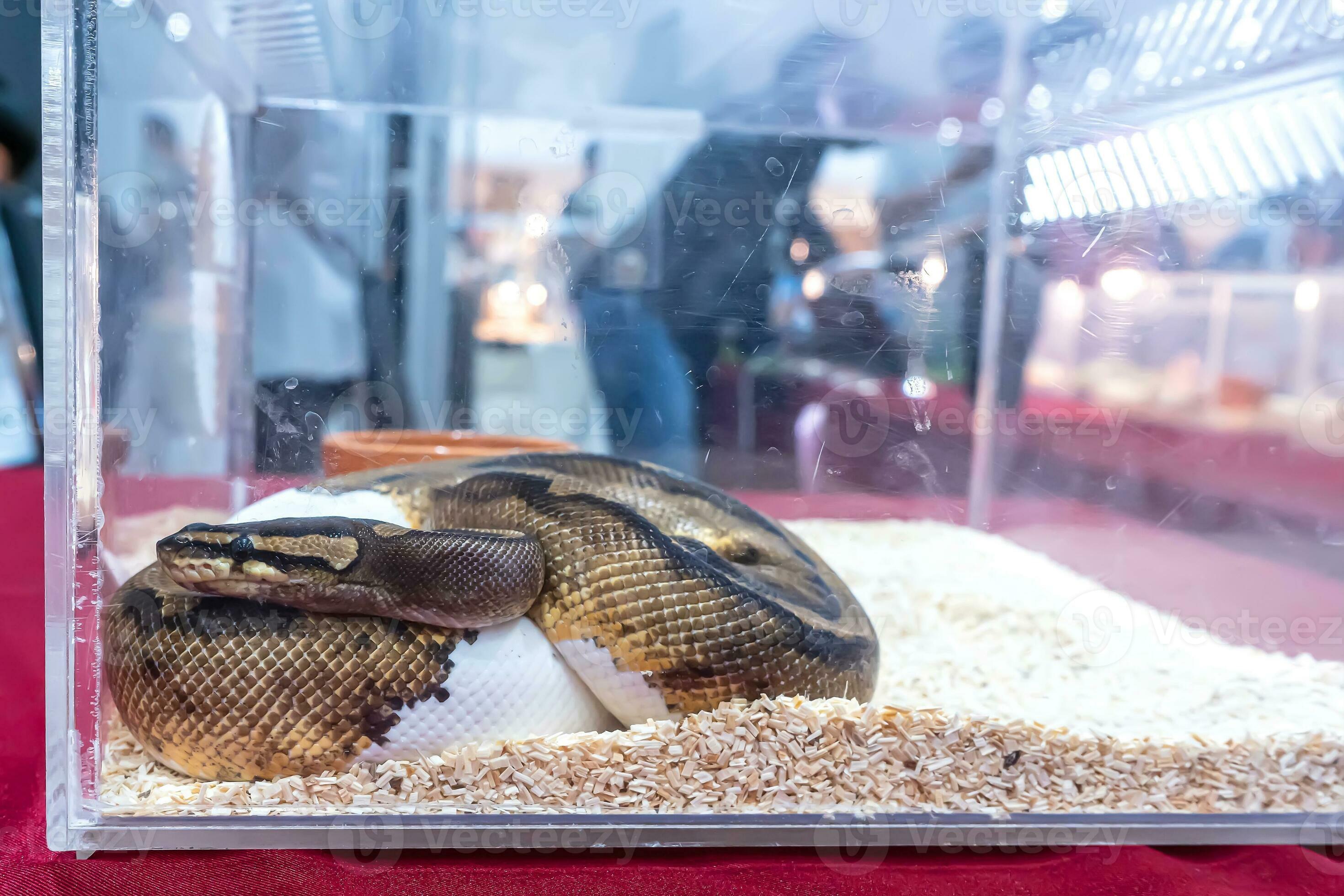 Ball python in the glass cabinet waiting to be sold. It's a popular pet ...