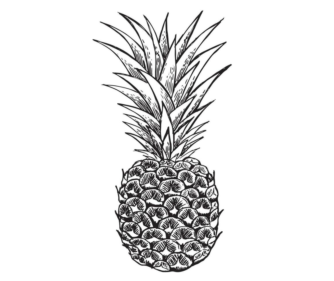 Pineapple sketch. Summer set. Hand drawn illustration. vector