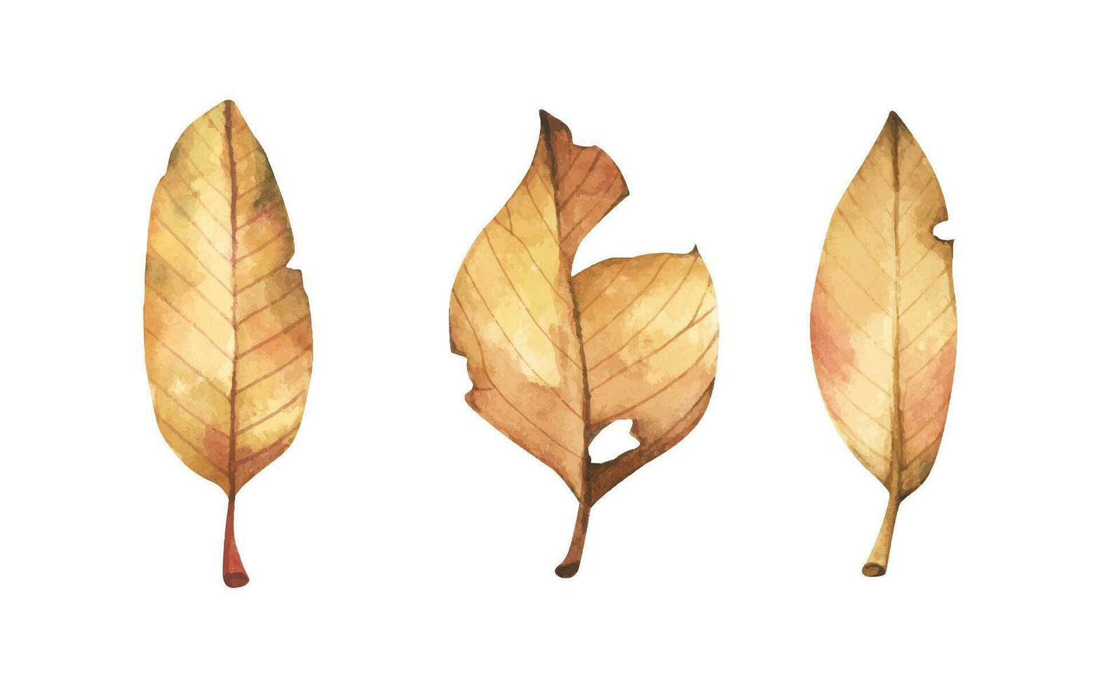 Collection of multicolored fallen autumn leaves. Watercolor illustration. vector