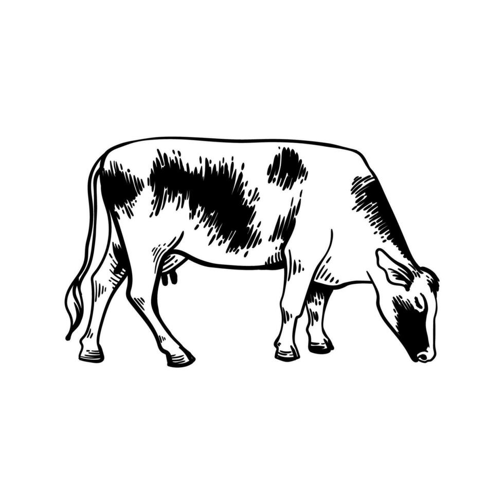 Cow grazing isolated line icon. Milk or meat beef, agriculture, dairy products vector