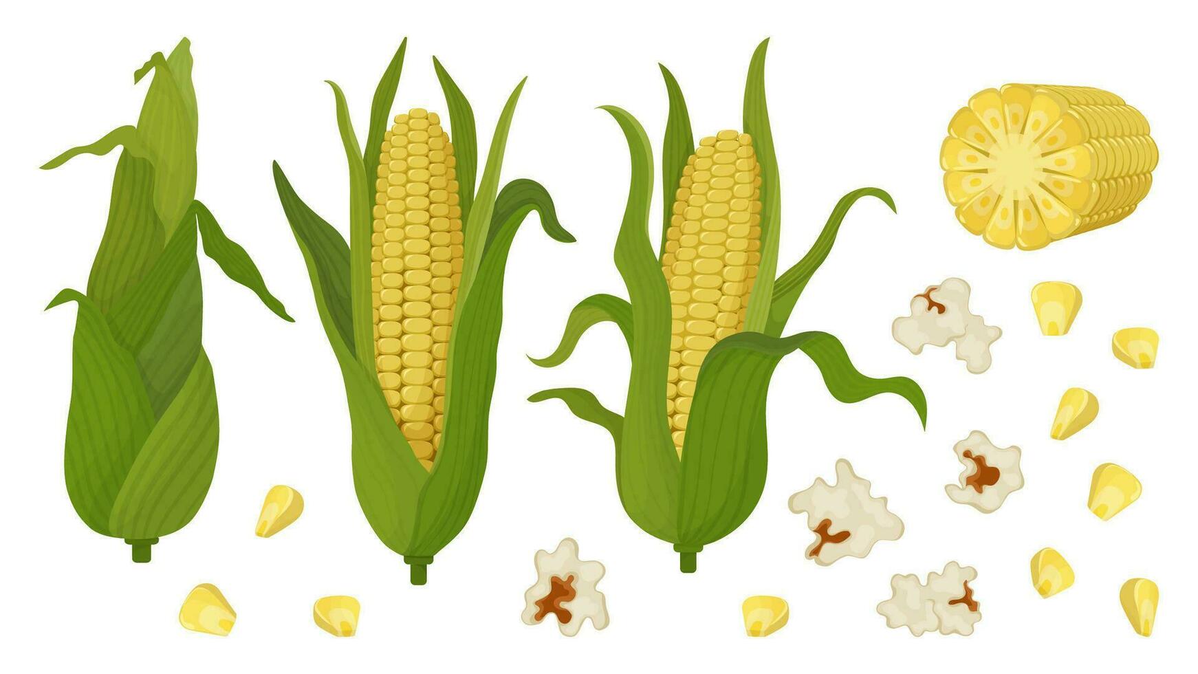 Corn big set of cobs and grains. Popcorn and green corn on the cob. For product packaging and advertising vector