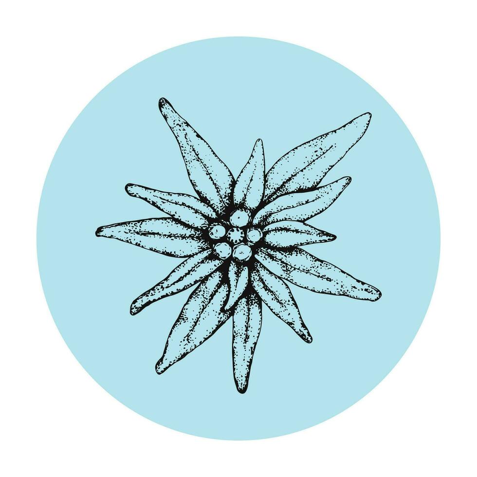 Vector illustration with edelweiss flower black hand drawn on blue background. A simple icon for a logo. Leontopodium alpinum traditional Bavarian and Alps and also mountain alpinism symbol