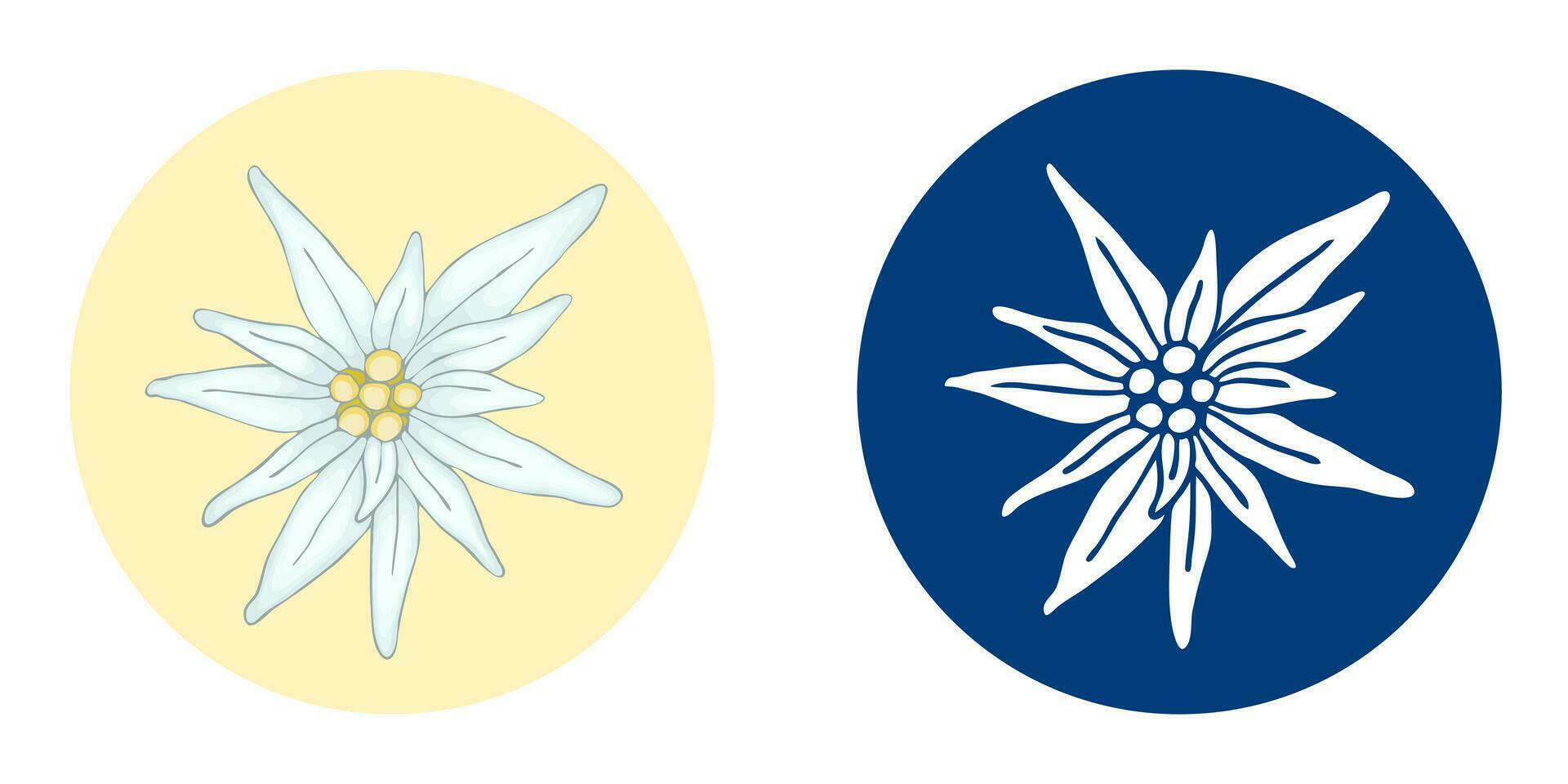 2 Edelweiss flor blanco mano dibujado en azul antecedentes y realista. un sencillo icono para un logo. leontopodio alpinum tradicional bávaro y Alpes y además montaña alpinismo símbolo vector