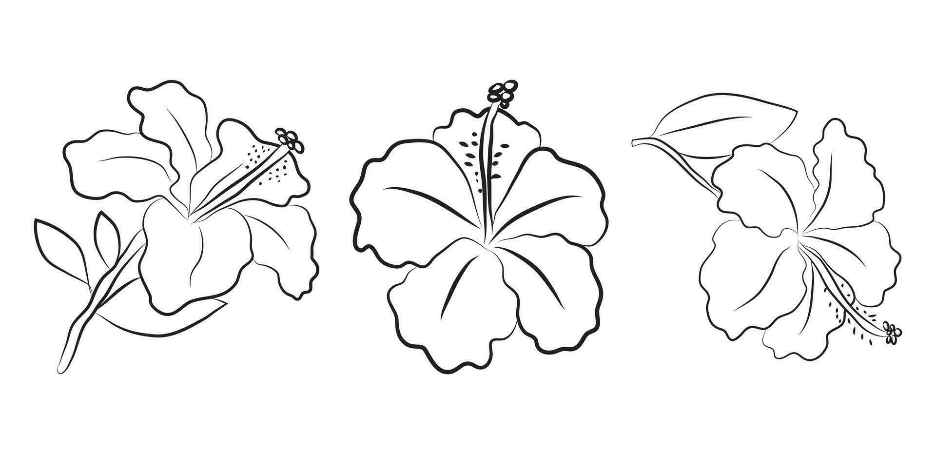 Hibiscus flowers drawn with lines. Set of isolated large open flower buds. For invitations and valentines vector