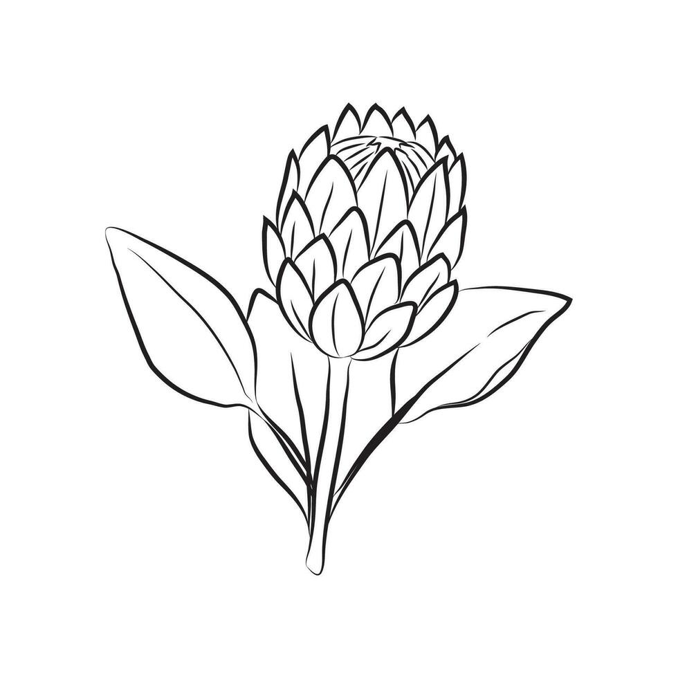 Protea flower drawn by lines. Isolated bud on a branch. For invitations and valentine cards vector