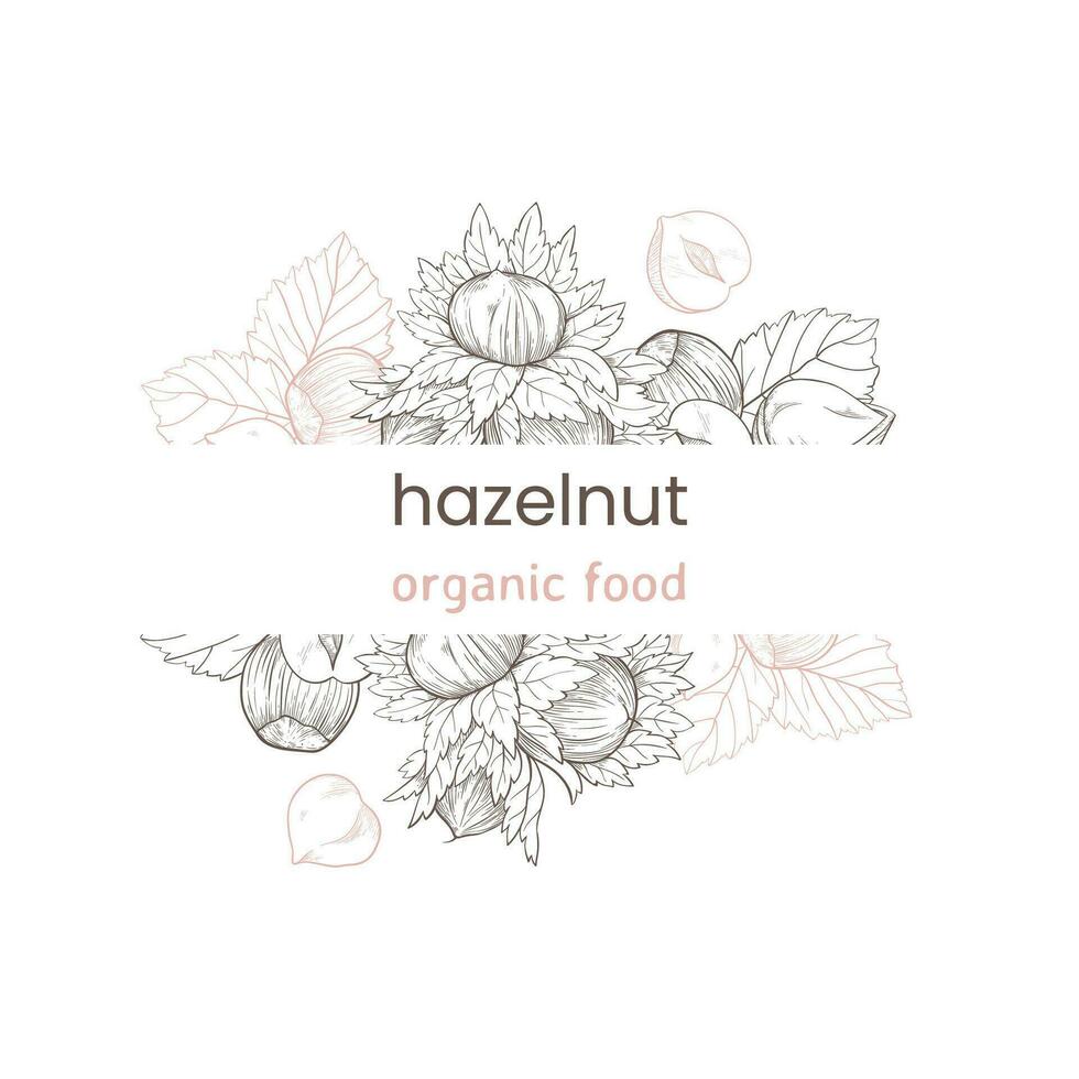 Hazelnut web banner with nuts and leaves, fruits and kernels. Frame pattern of hazelnuts, organic product vector