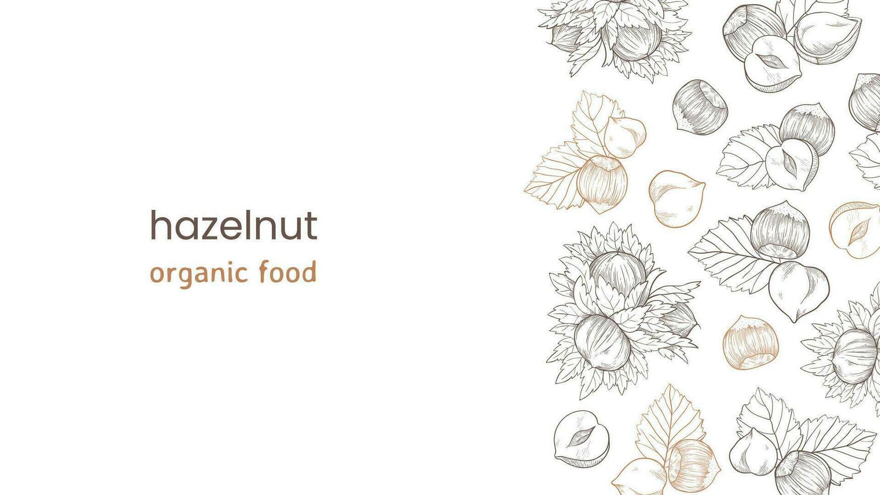 Hazelnut web banner with nuts and leaves, fruits and kernels. On the right, a pattern of hazelnuts, an organic product vector