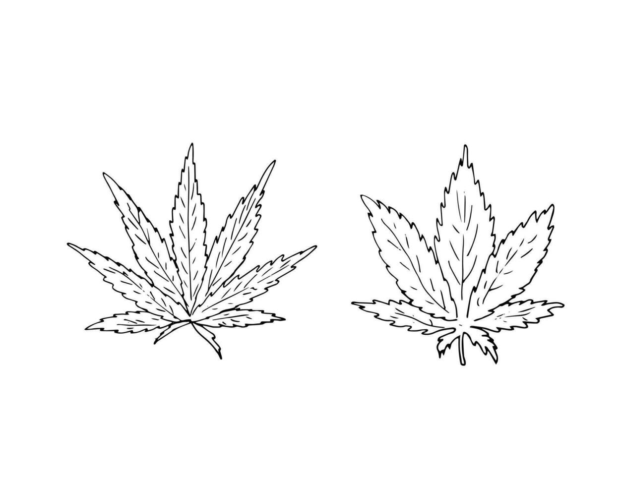 Hand-drawn cannabis leaves, indica and sativa vector