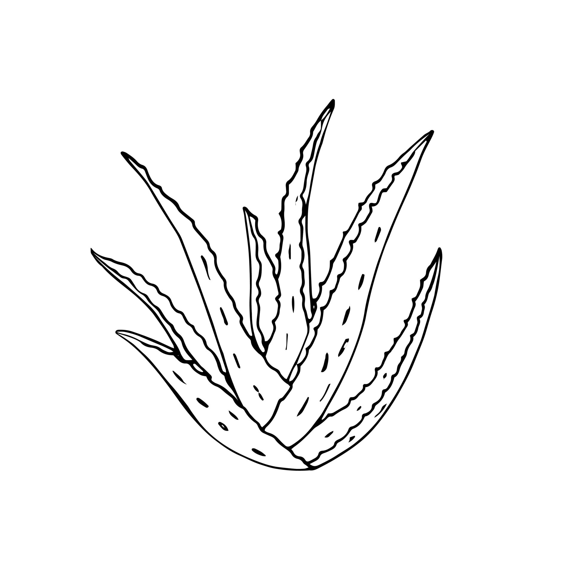 Hand-drawn aloe vera plant, aloe vera hand draw botanical clip art ...