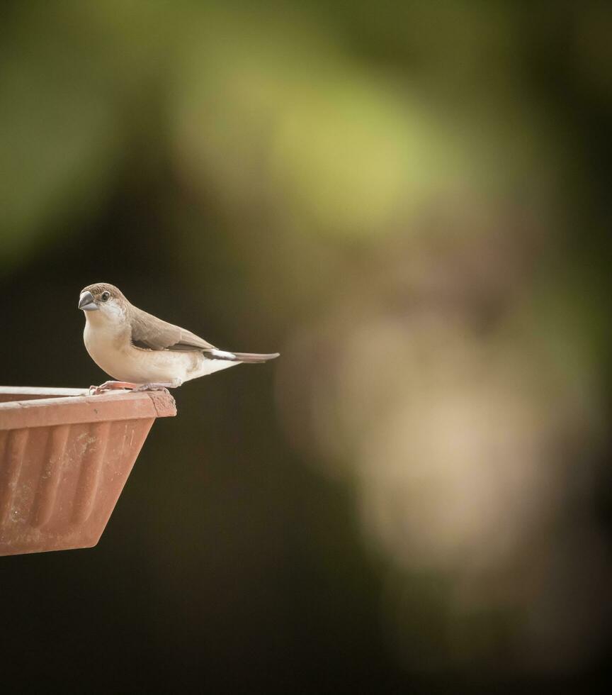 brown and white bird on brown wooden bird feeder photo