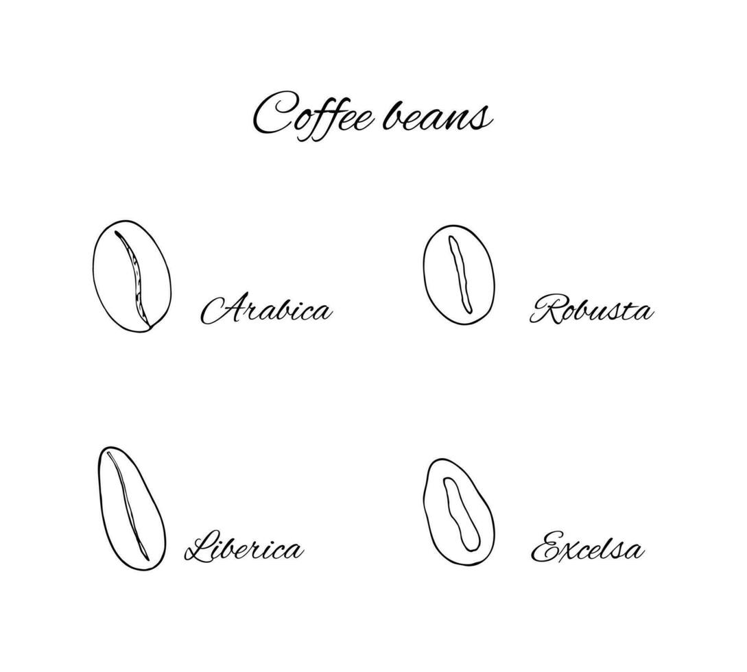 Hand-drawn 4 types of coffee beans. Arabica, Robusta, Excelsa and Liberica. vector